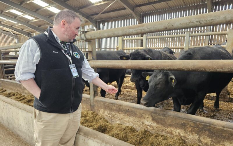 Steve visiting a beef farm.